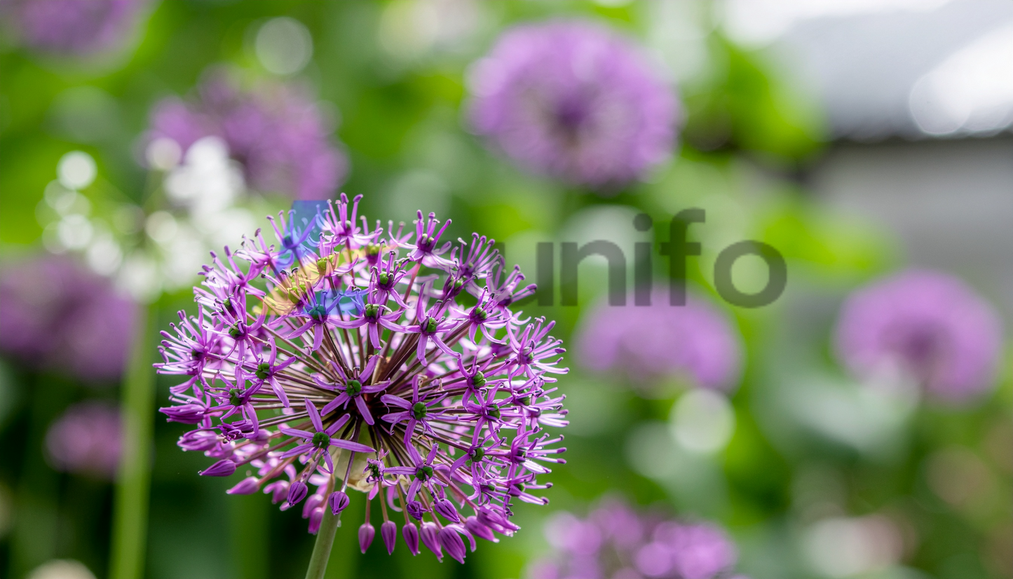 Purple Allium Flower Close-up with Bokeh Background