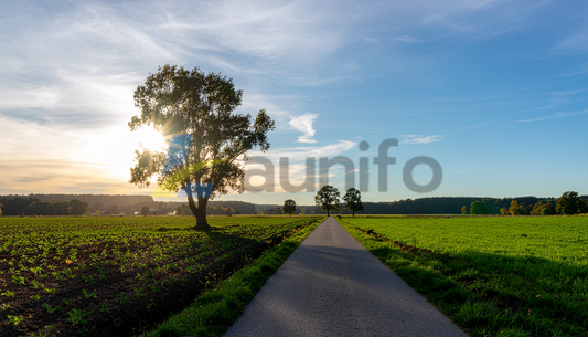 Sunset Road Through Green Fields with Lone Tree